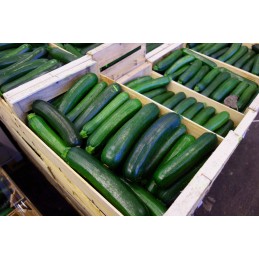 Courgette verte vrac